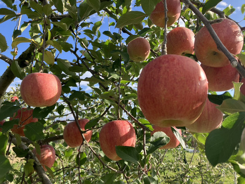 ご家庭用サンふじリンゴ　3kg
