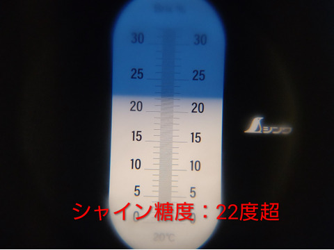 ゴールデンシャインマスカット2房/約850g