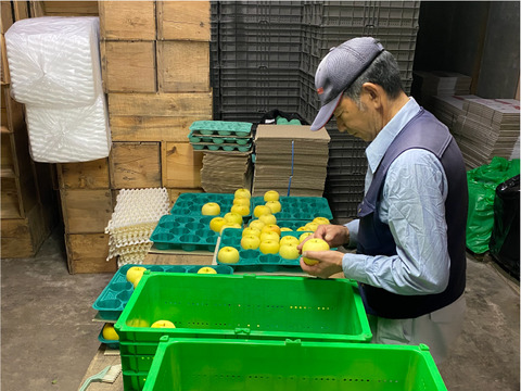 ”さわやかりんご”特別栽培 シナノゴールドＡ品・5㎏