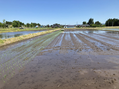 もちプチ！香ばし玄米餅 (1包)