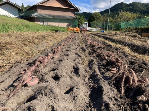【自然栽培】　さつまいも（紅あずま）３kg　S～４Lのmix　農薬不使用・無肥料栽培　【岐阜県産】【収穫時期2025年10月上旬】920円／1kg