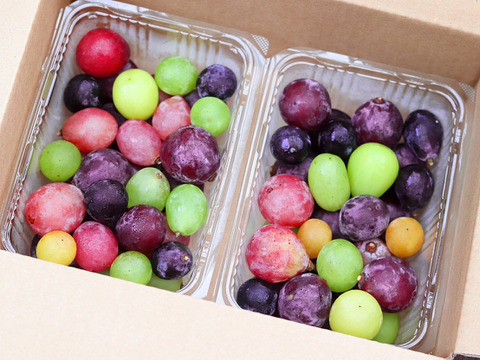 【樹上完熟】粒ぶどう３種食べ比べ詰め合わせセット 農薬不使用 自然栽培 四万十産