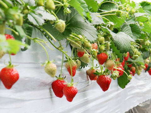 【朝摘み完熟】南国土佐 完熟夏秋いちご お試し７００ｇ 農薬不使用 自然栽培 四万十産