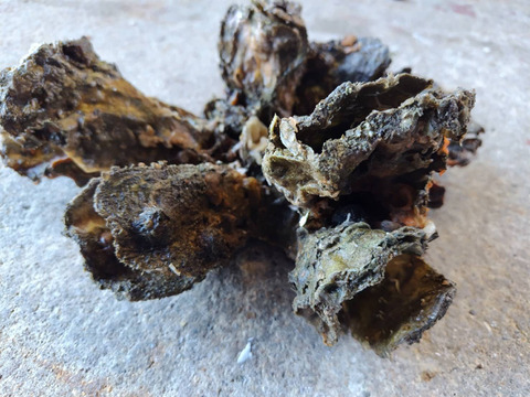 【1口5,000円】令和7年10月 牡蠣大量死 生産者応援チケット