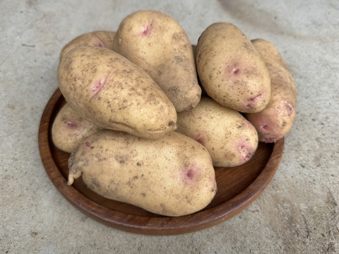 【新じゃが・はるか】5kg　しっとり甘い新品種のじゃがいも