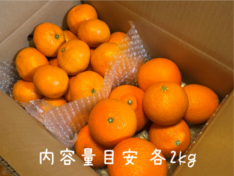 【旬は一瞬】福まどんな + 福みかん 各2kg《ご家庭用》｜サイズ混合｜愛媛・西宇和産｜こたつで食べたい！みかん・まどんなセット