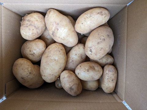沖永良部島産新じゃがいも　3キロ