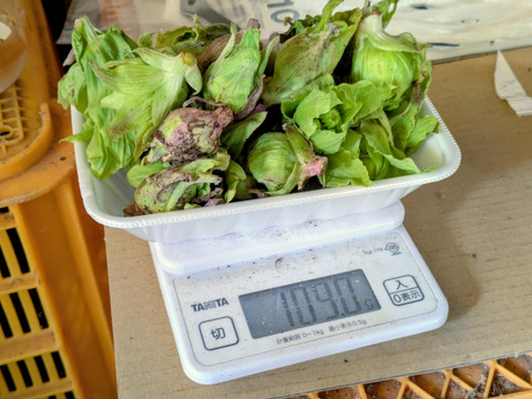 春一番ふきのとう単品