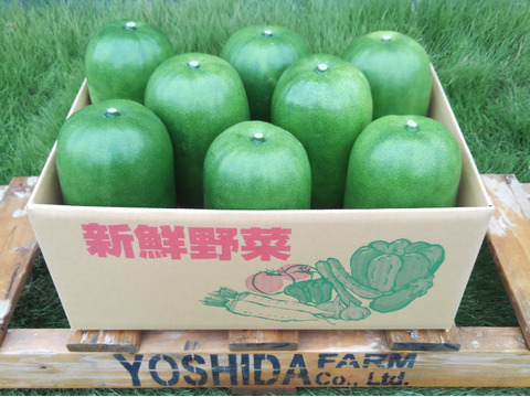 ＜うんまい！＞とうがん【１.５ｋｇ】