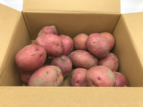 クリーミーで甘味のあるホクホクした食感がおいしい♪外皮は赤紫色でも中の果肉は鮮黄色、加熱するとホロホロと崩れやすいので、ポテサラやマッシュポテト、コロッケなどに最適なジャガイモ『アンデスレッド』2kg