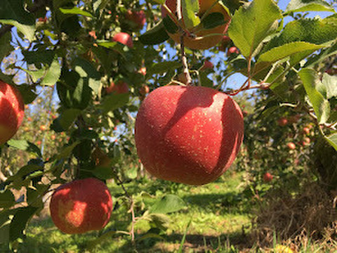 スムージーにぴったり！【冷凍りんご】 1kg (200g×5袋) 皮つきの信州りんごを凍らせてみました#NKF00010