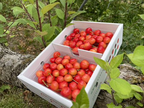 ★山形さくらんぼの産地東根市より初夏のさっぱりとした爽やかな味わい★～朝摘み～のもぎたて★さくらんぼ★大将錦★　贈り物にも　約１ｋｇ　ご家族でいかがですか？