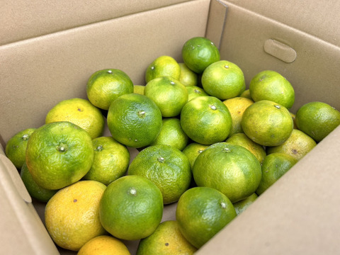 🍊長崎県産🍊 極早生みかん ３.5kg 【家庭用】