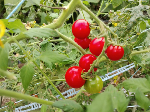 今が最高に美味しい！美味しいミニトマトを食べたい人のためのミニトマト７００グラム