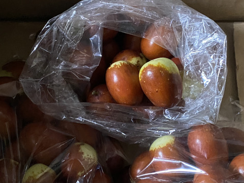 棗（なつめ）　若返りの果実！　200グラム