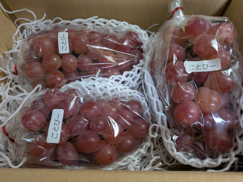 【値引き中！総重量1.5kg以上！】平井利右衛門の赤ぶどう（コトピー/3房）