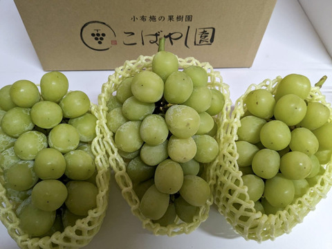 長野県産シャインマスカット1.5kg(3〜5房)