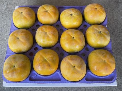 シャキッと甘い！【10月限定】太秋柿（9～12個入）約3.3㎏