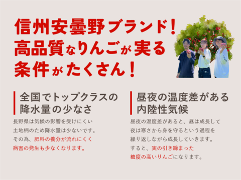 残り４ケースで終了 リンゴ食べ比べ🍎3キロ箱 6玉〜15玉サイズ 商品ID48414 長野県 信州 安曇野 リンゴ 幻 幻のリンゴ 予約 希少 旬 食べ比べ 詰め合わせ 贈答 家庭用