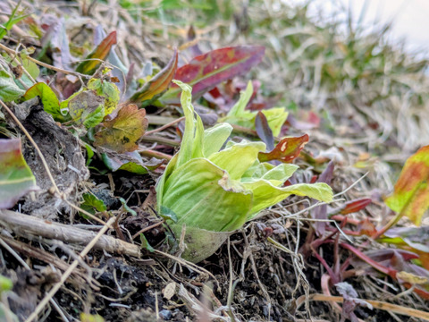春一番ふきのとう単品