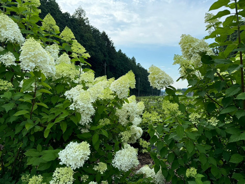 ピラミッド紫陽花（ライムライト）5本　30〜50㎝