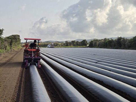 中園ファームの熟成安納芋（生芋）　Mサイズ　２キロ