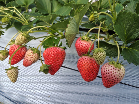 広島県北広島町産いちご「かおり野2L～3Lサイズ6～8粒入り」4Ｐ