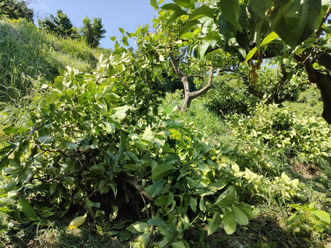 【あなたの新しい調味料へ】香り高い「レモンの葉」