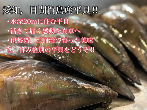 愛知日間賀島産‼︎今ガ旬の貝，これがダントツでおすすめ‼︎《漁師直送で平貝》6枚入り
確実に朝採れた個体を活かし発送‼︎
~活きて届く感動を食卓へ~