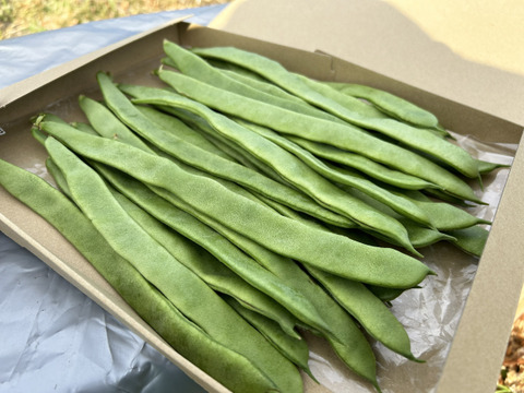 ジャンボインゲン スジ無し 調理簡単 お試しサイズ 宮崎県産