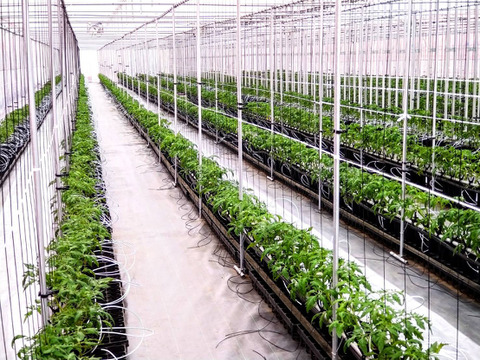 甘恋トマト ～濃厚ジューシー果汁～ 【1kg】