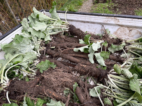 【京都美山】田歌の周年ごぼう　1kg