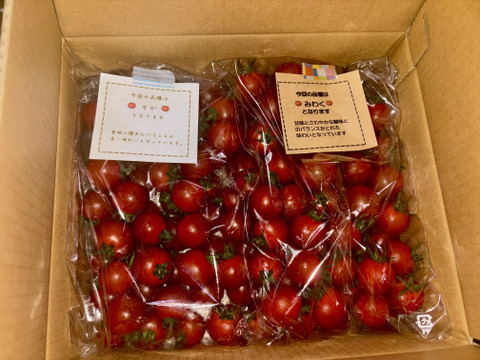 笑顔引き出す！みにとまとの食べ比べ 1.5kg