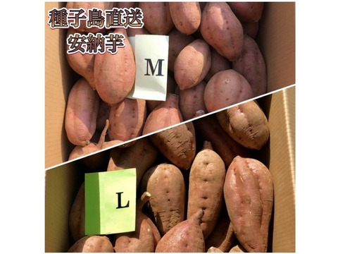 種子島産安納芋 M&L 混合サイズ 3kg｜甘くて濃厚🍠｜aimo農園直送