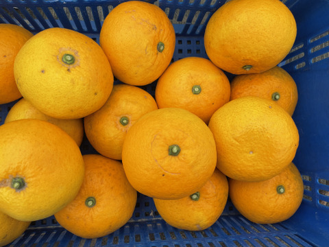 ハッサク(八朔)　（糖度11当農園測定値）箱込み.5㎏以上　２Lから４Lサイズ（300ｇ～450ｇ）【農薬化学肥料不使用】