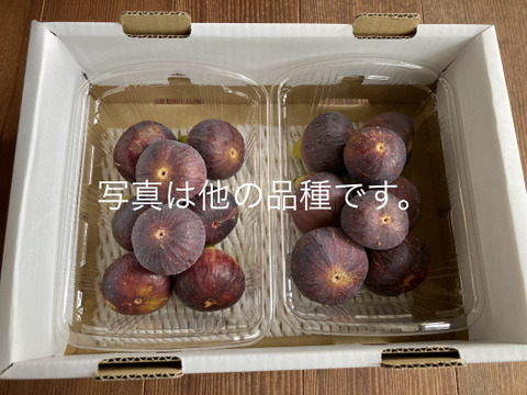 樹上完熟いちじく　ビオレソリエス【300g×4パック】栽培期間中農薬.化学肥料不使用