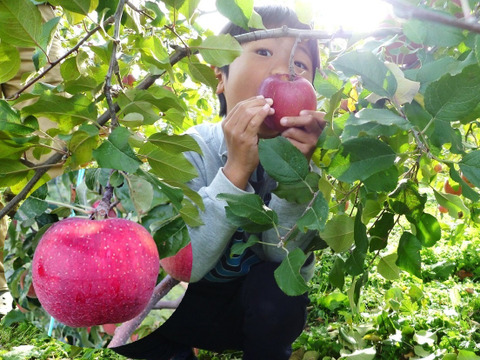 「サンつがる＋すわっこ」　ミックス3キロ箱【葉とらず】JA基準より60％減の低農薬栽培【りんご食べ比べ】