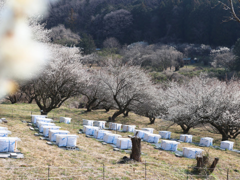 【期間限定】2025 春一番搾りはちみつ 300g