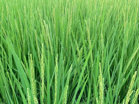 【令和7年新米】森のくまさん（玄米10kg）節減対象農薬 ：栽培期間中不使用