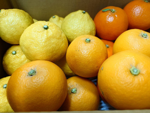 【柑橘食べ比べ】はるか・みはや・タロッコ