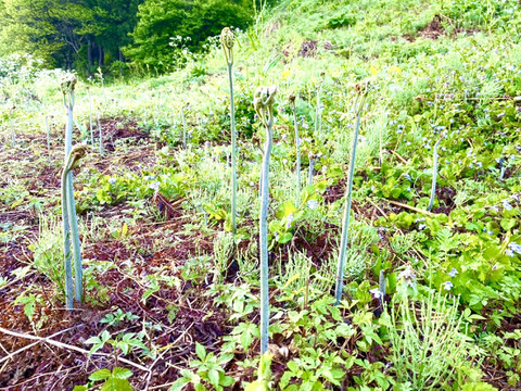 【朝採山菜！】蕨(ワラビ)1kg おまけ付き！