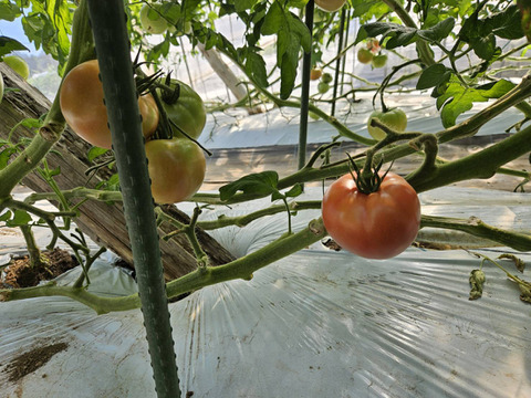 おいしさと環境配慮のハーモニ―『The夏秋とまと』(夏/赤-ピンク/A品/4キロ前後)