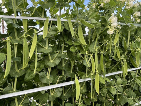 和歌山県産【絹さや】（秀品）1キロ