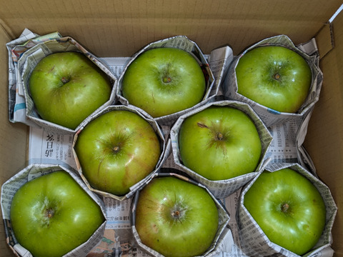 クッキングアップル　ブラムリー約3㎏【訳あり】