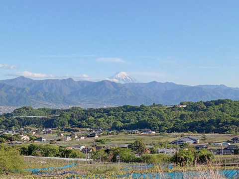 【食べる喜び・贈る喜び】★数量限定・ご家庭用★粒々巨峰　1kg