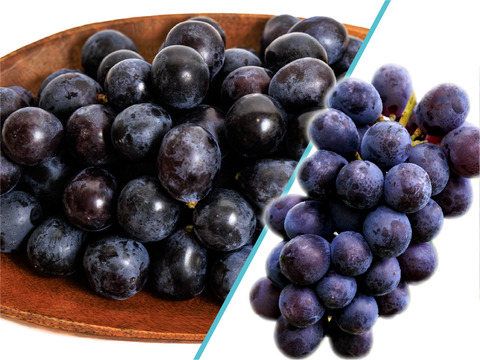 花笑み農園　岡山の訳ありBKシードレス１kg【9/14～順次発送】WB-1