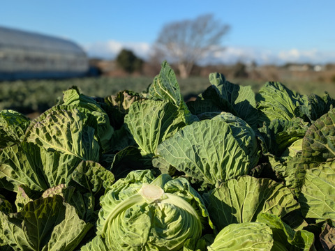 ２玉🌊海風🌊春キャベツ🌊