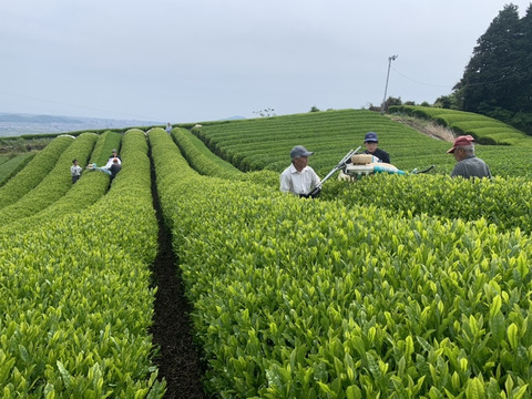 【数量限定】【お茶】利き茶名人も納得の味！静岡県産一番茶（200ｇ）【緑茶】