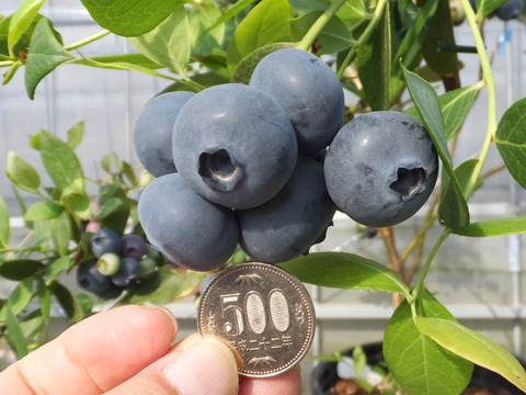 国際味覚審査機構において最優秀味覚賞“三つ星”受賞　ジャンボサイズブルーベリー「ユーリカ」100ｇ×2ｐ