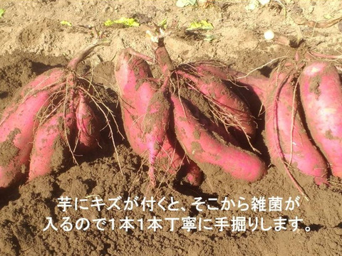 さつまいも（紅はるか）長期間地下室熟成で甘い大分県産　Mサイズ７ｋｇ＋焼芋ジャムのオマケ
